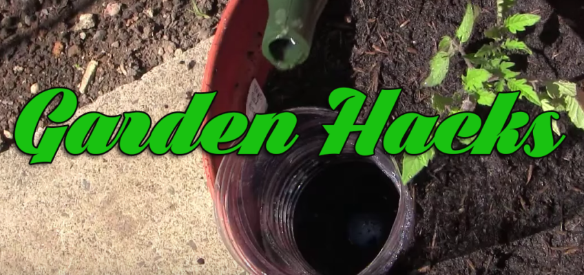 10 Veggie Garden Hacks
