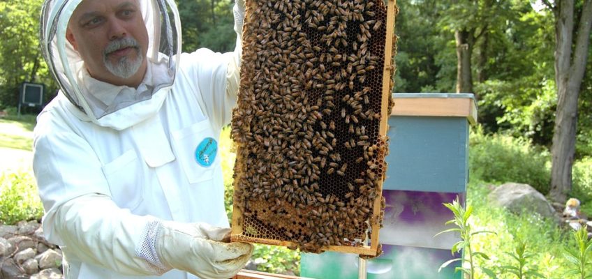 Should You Be a Beekeeper? 3 Questions to Ask First