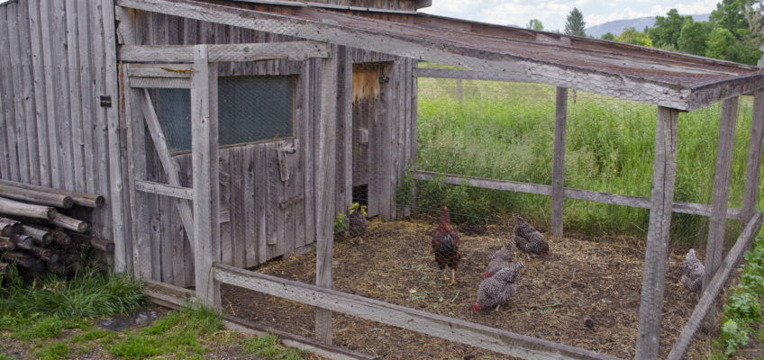 The Ultimate Guide to Chicken Coops (Infograph)