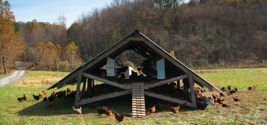Chickens vs. Rabbits