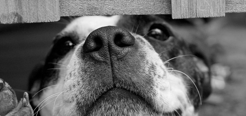 Homemade Dog Food