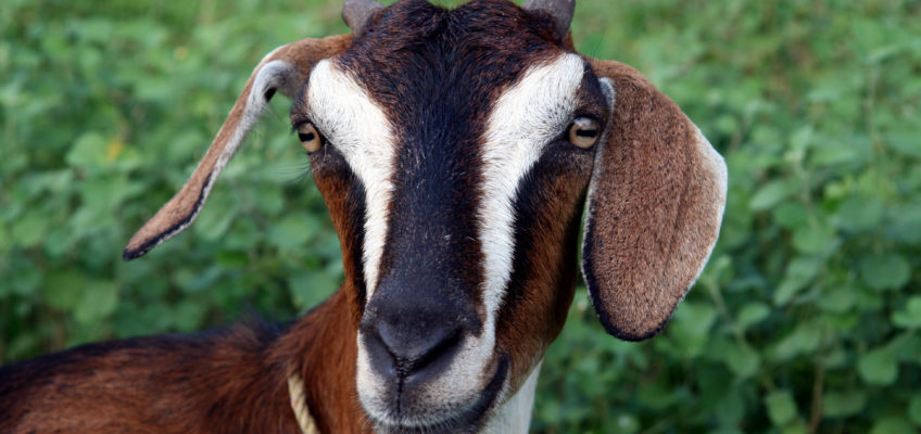 5 Great Reasons to Get Goats