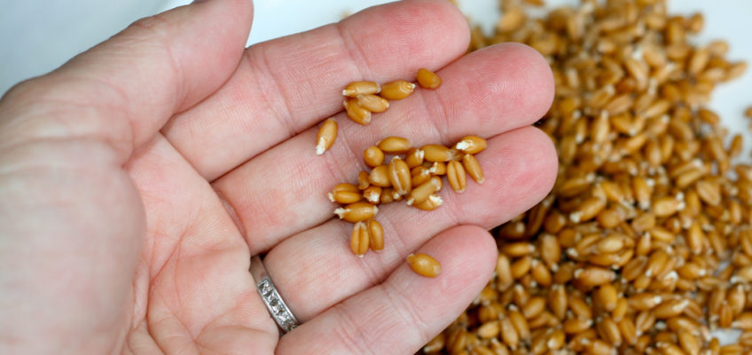 Making Your Own Sprouted Flour