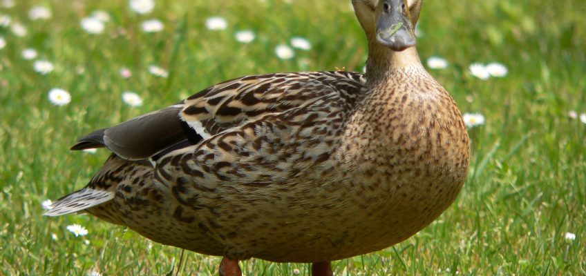 3 Reasons Why Ducks Are Better Than Chickens