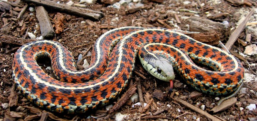 Are Snakes Good for the Garden?