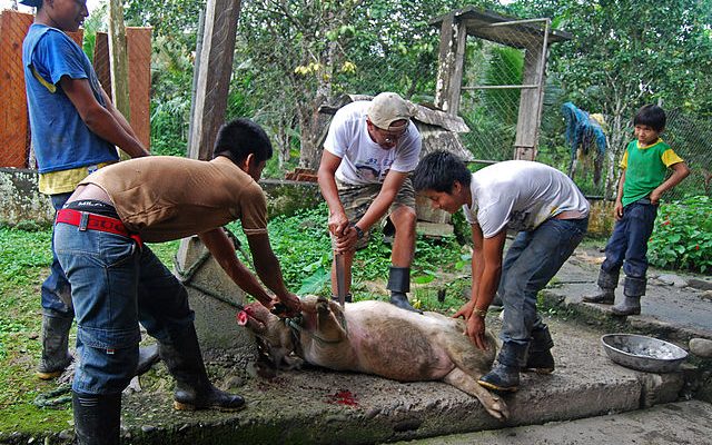 Slaughtering Pigs: A Simple Guide