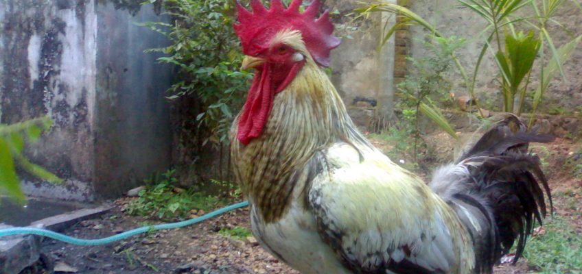 The Benefits of Having a Rooster