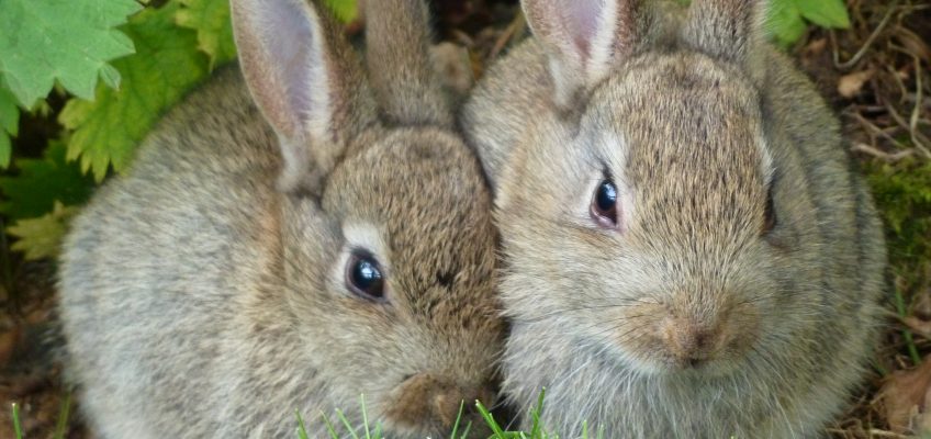 How to Keep Rabbits Away from the Garden