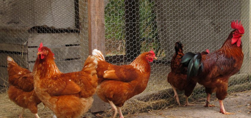 Central asian shephards at foxfire farms