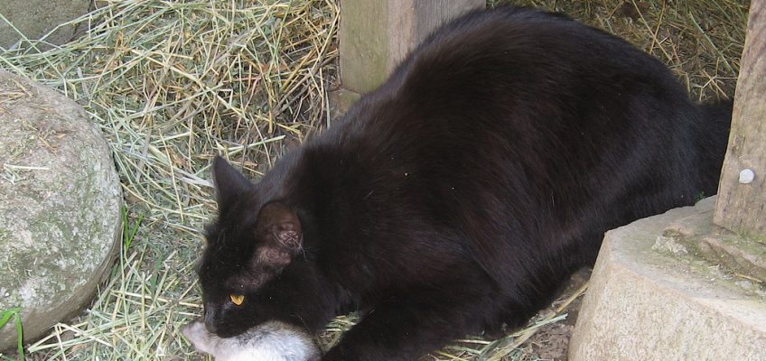 Benefits of Cats on a Homestead