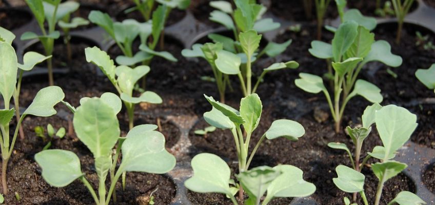 3 Things You Should Stop Doing in Your Garden