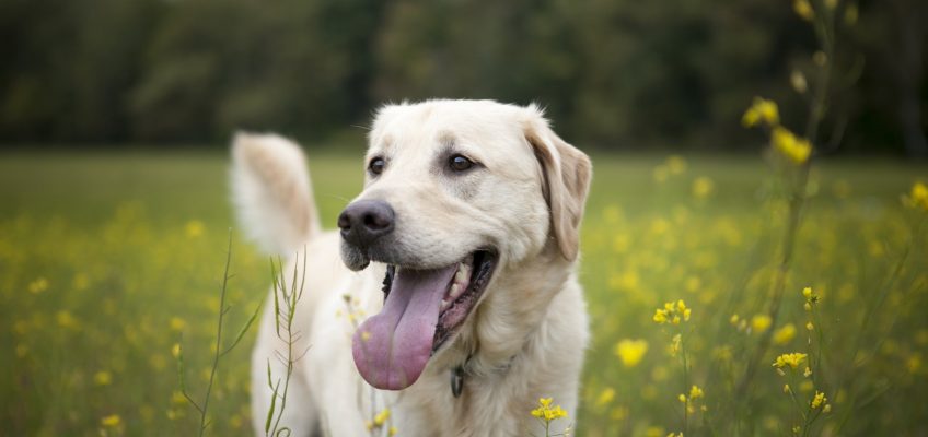 No-Poo for Pets