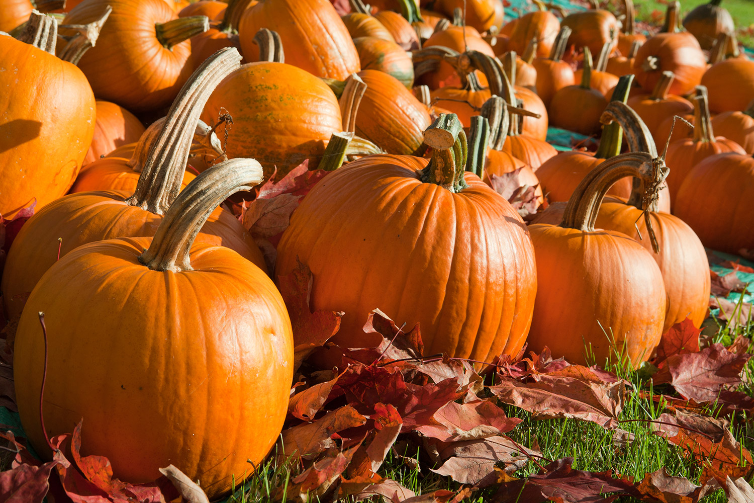 Best Ways To Use A Pumpkin Homesteader DepotHomesteader Depot