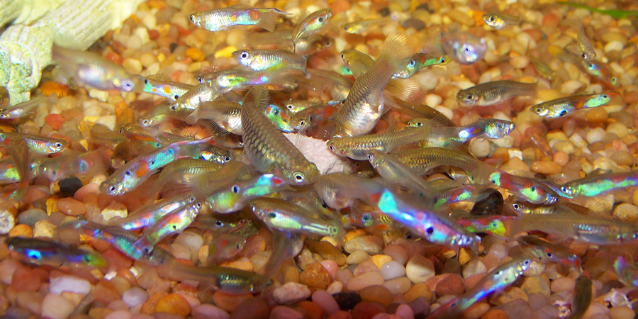 How much salt do you put in guppies?