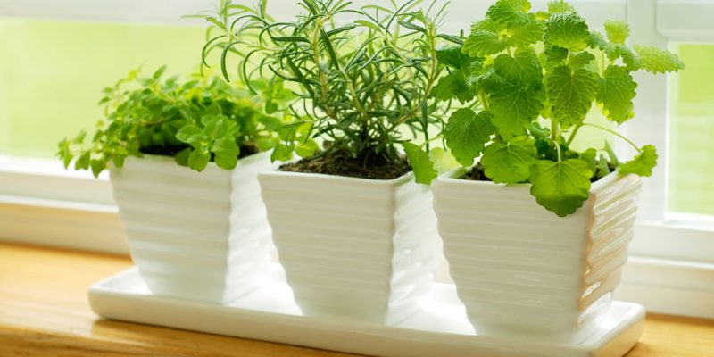Growing Vegetables and Herbs Indoors