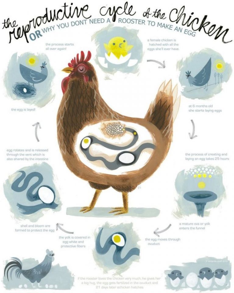 The Life Cycle Of A Chicken Infographic Homesteader