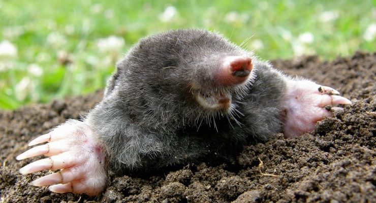 3 Ways to Get Rid of Moles Without Killing Them