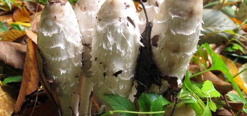 Mushroom Foraging for Beginners