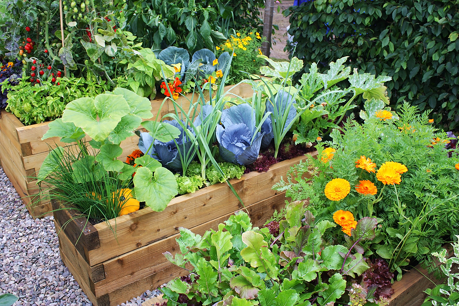 Companion Planting A Simple Guide Infographic Homesteader 