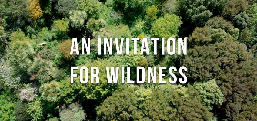 Thriving 23-Year-Old Permaculture Food Forest (Video)