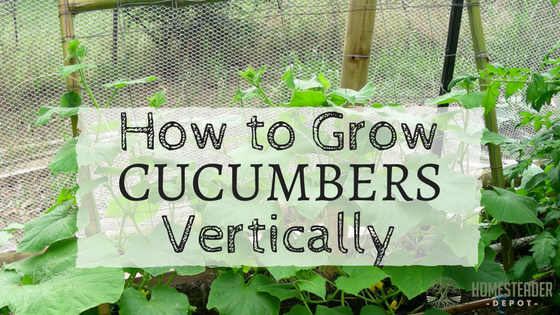How To Grow Cucumber Vertically Homesteader Depothomesteader Depot