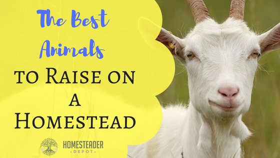 the-best-animals-to-raise-on-a-homestead-homesteader-depothomesteader