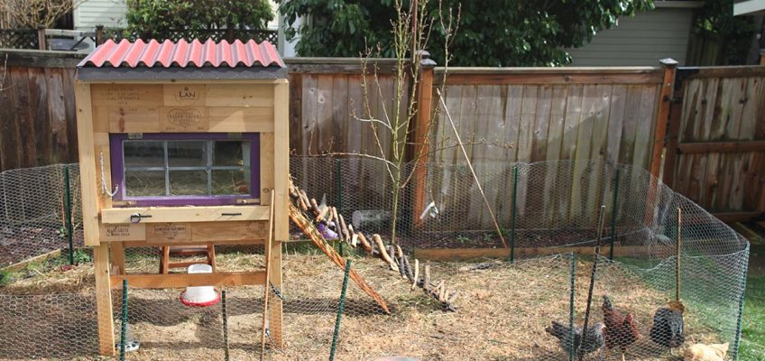 Urban Chickens (Infographic)