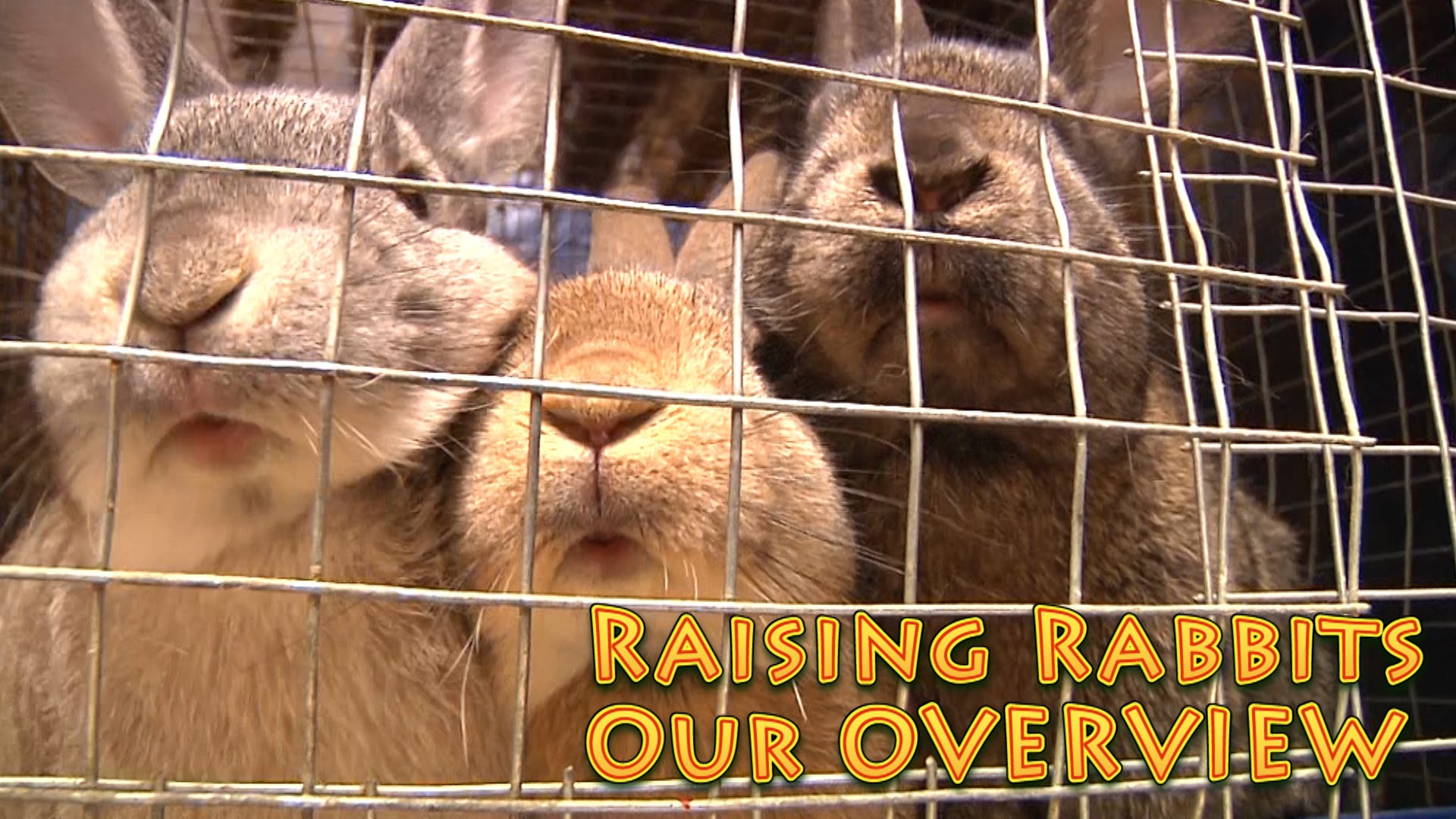Raising Rabbits For Meat Overview Video Homesteader Depothomesteader Depot