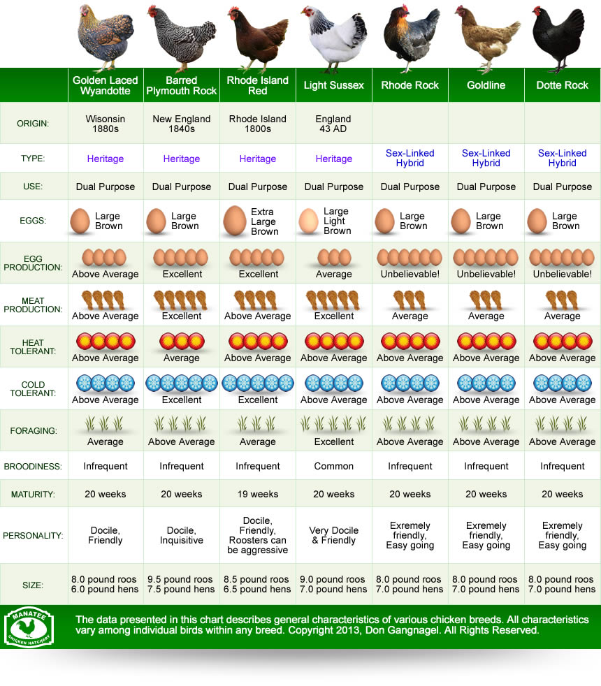 Chart Of Chicken Breeds With Pictures