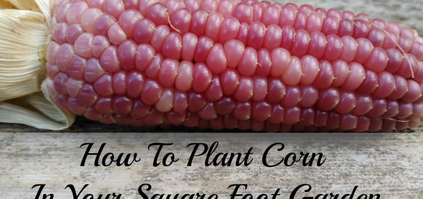 How to Plant Corn in a Square Foot Garden (Video)