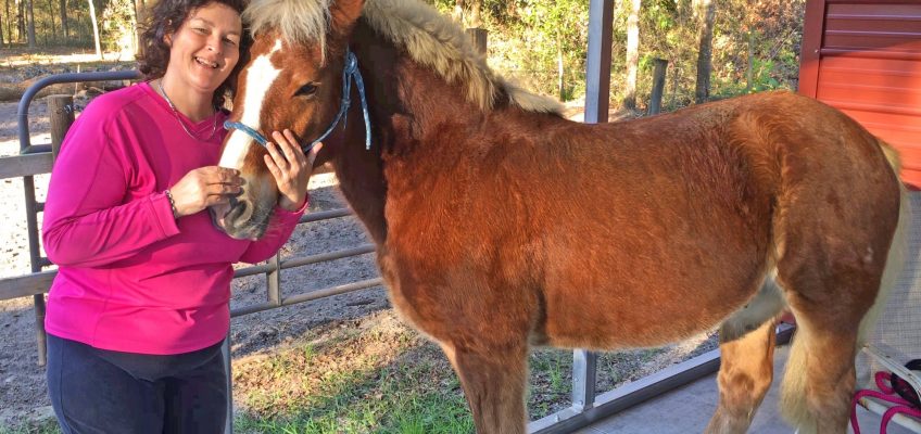 How to Groom Horses (Video)