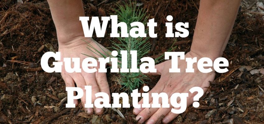 What Is Guerrilla Tree Planting?