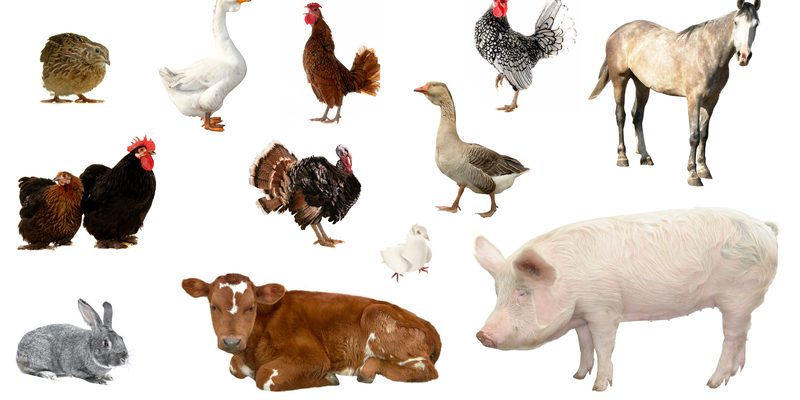 3 Keys to Choosing the Perfect Livestock