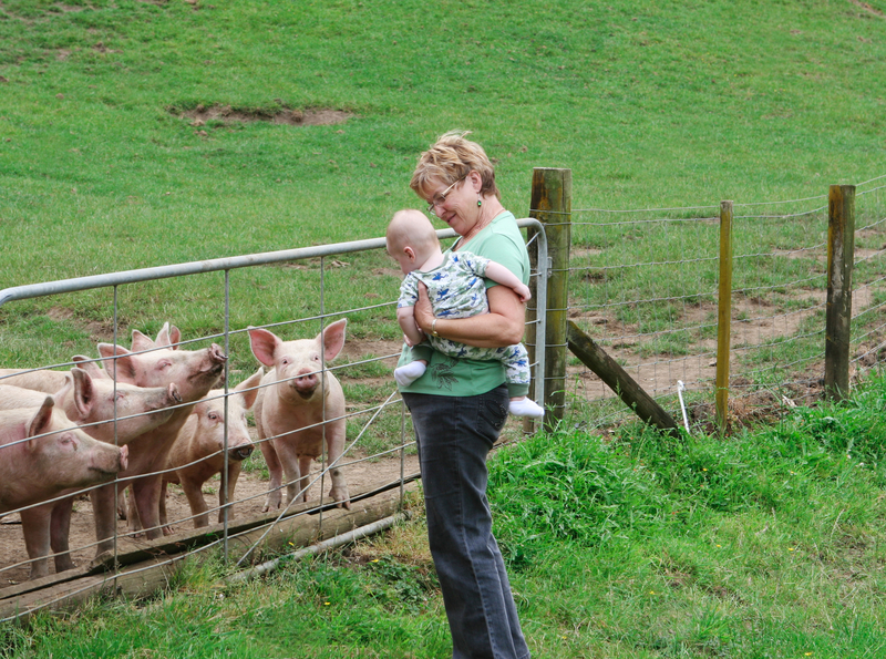 5 Odd Reasons Pigs are Extremely Beneficial