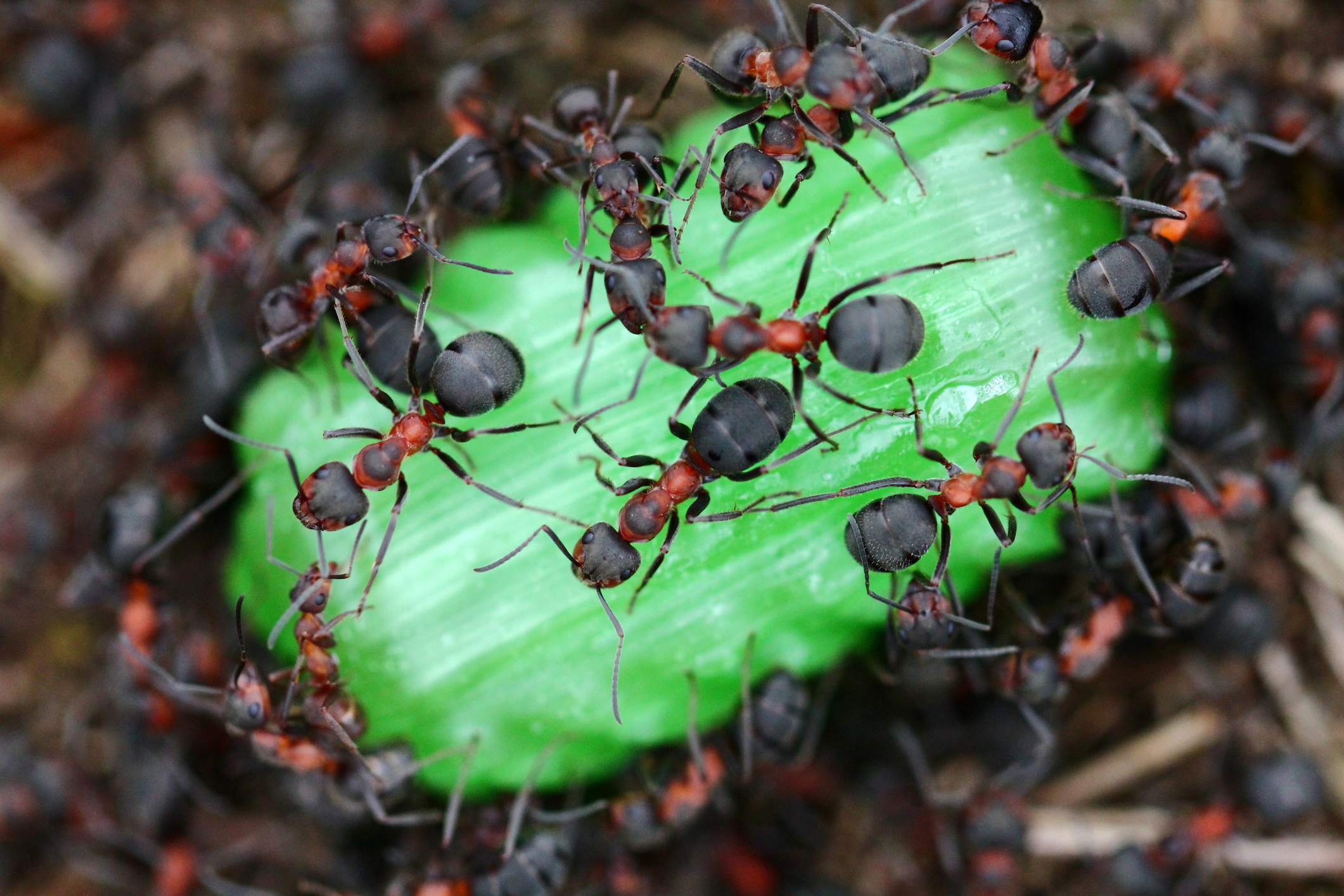 4-ways-to-solve-your-ant-problems-homesteader-depothomesteader-depot