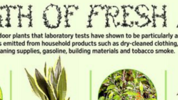 Plants That Purify Your Home