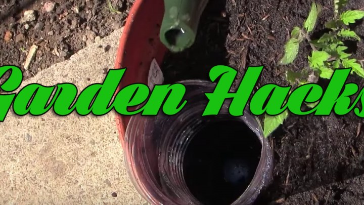 10 Veggie Garden Hacks