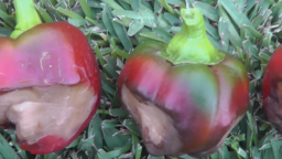 [Video] Avoid these 10 veggie garden pitfalls…