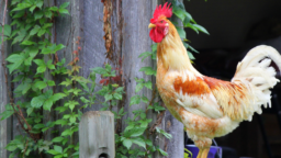 Age-Appropriate Farm Chores for Kids