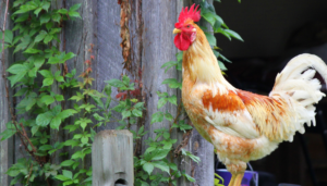 Chicken On The Farm