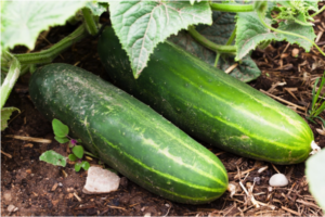 cucumbers