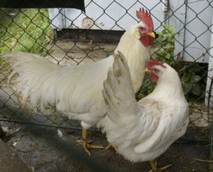 back-yard-chicksn