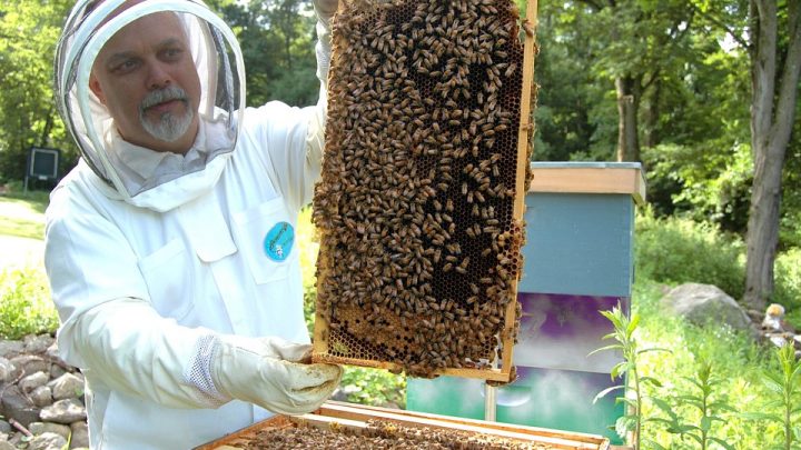 Should You Be a Beekeeper? 3 Questions to Ask First