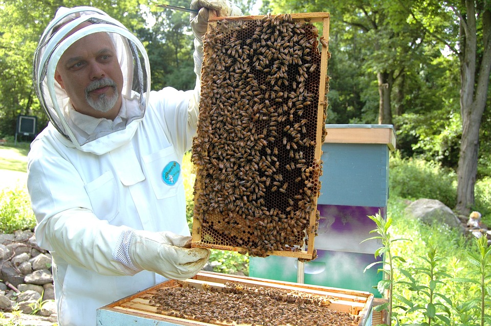Should You Be a Beekeeper? 3 Questions to Ask First