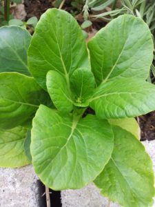 bok-choy