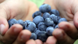 Cheap Superfoods for the Frugal Health Nut