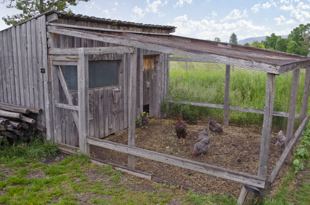 The Ultimate Guide to Chicken Coops (Infograph) Homesteader