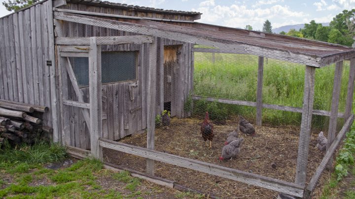 The Ultimate Guide to Chicken Coops (Infograph)