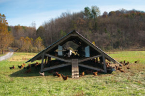 chickens