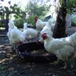 Caring for Your Chickens in Hot Weather